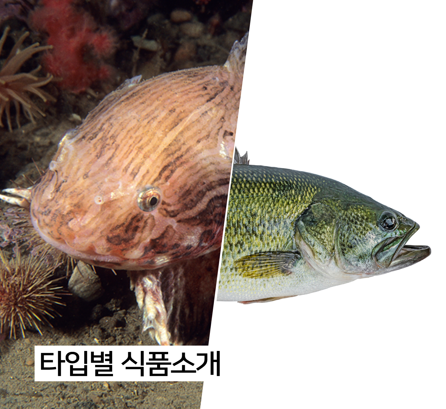 타입별식품소개