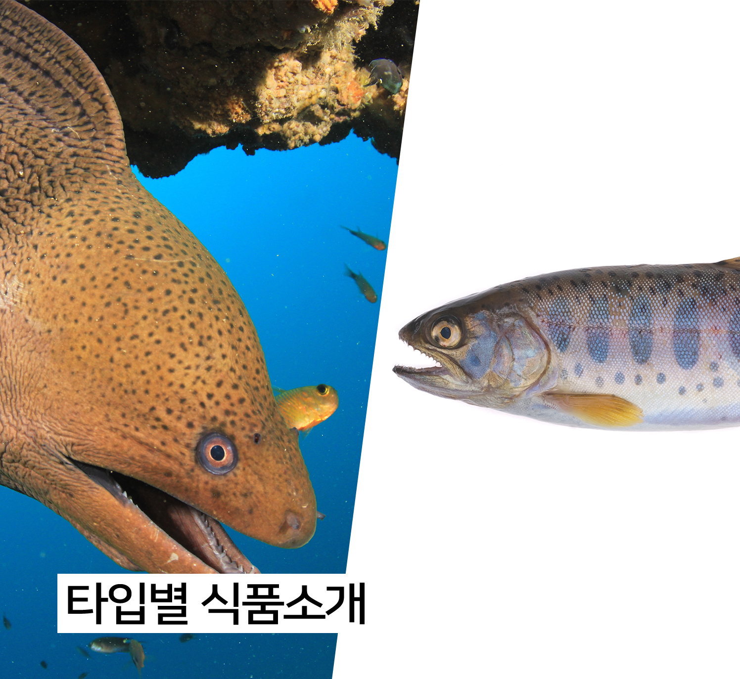 타입별식품소개