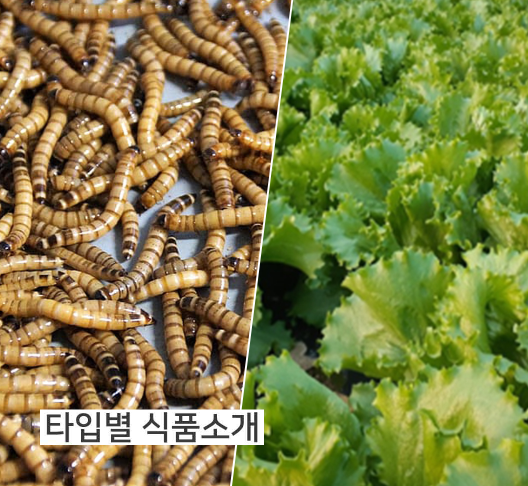 타입별식품소개